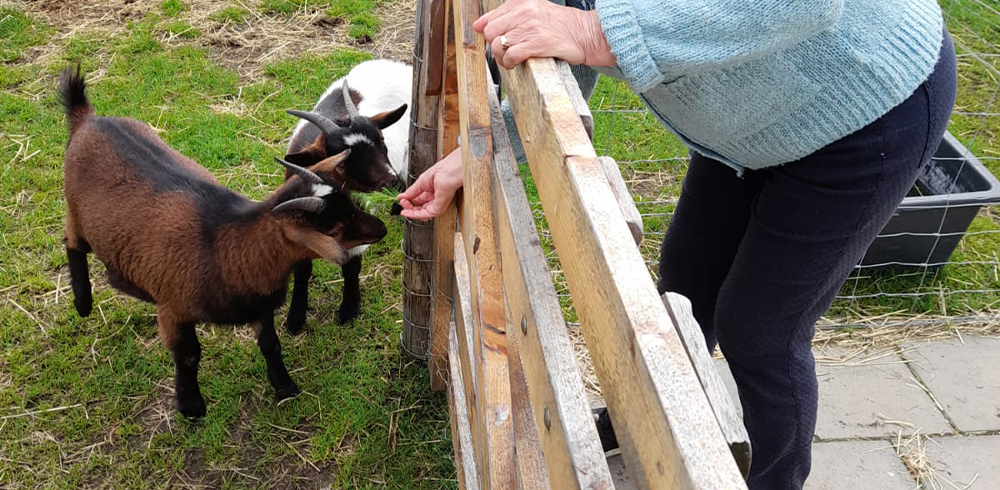 Dieren verzorging